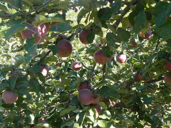 Hyland Orchard & Brewery